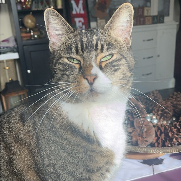 Meet your Posher, Cleary - Picture 2 of 2